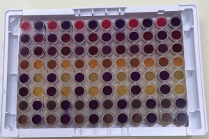 Mastitis Rapid Test